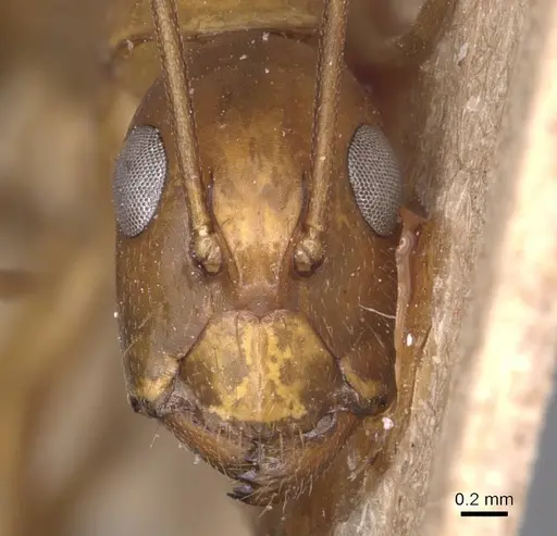 Camponotus guttatus specimen CASENT0905281 image casent0905281_2