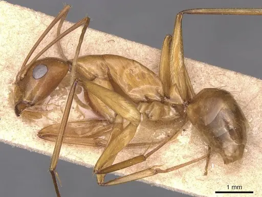 Camponotus guttatus specimen CASENT0905281 image casent0905281_3