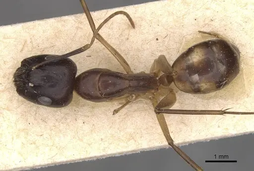 Camponotus guttatus specimen CASENT0910043 image casent0910043_1