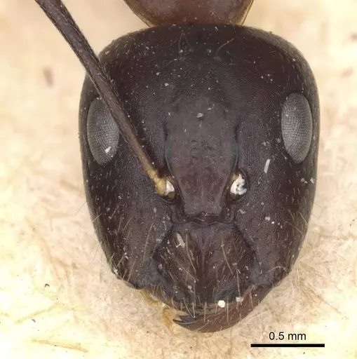 Camponotus guttatus specimen CASENT0910043 image casent0910043_2