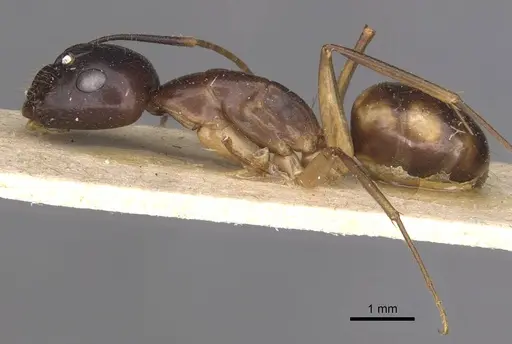 Camponotus guttatus specimen CASENT0910043 image casent0910043_3