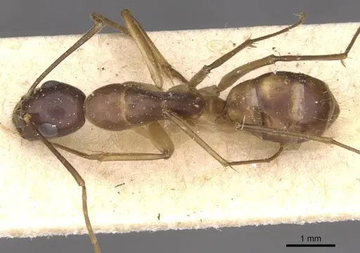 Camponotus guttatus specimen CASENT0910044 image casent0910044_1