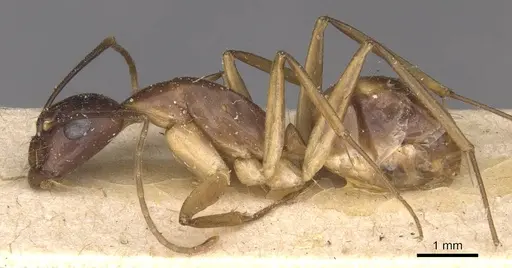 Camponotus guttatus specimen CASENT0910044 image casent0910044_3