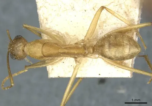 Camponotus guttatus specimen CASENT0911947 image casent0911947_1