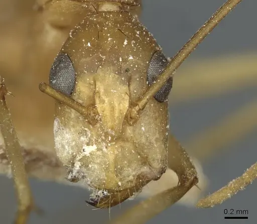 Camponotus guttatus specimen CASENT0911947 image casent0911947_2