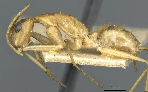 Camponotus guttatus specimen CASENT0911947 image casent0911947_3