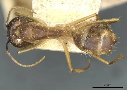 Camponotus guttatus specimen CASENT0911948 image casent0911948_1