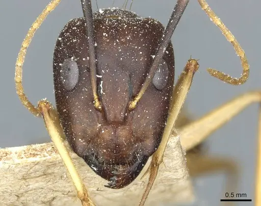 Camponotus guttatus specimen CASENT0911948 image casent0911948_2