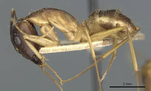 Camponotus guttatus specimen CASENT0911948 image casent0911948_3