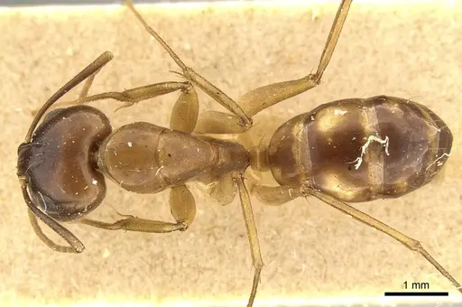 Camponotus guttatus specimen CASENT0915600 image casent0915600_1