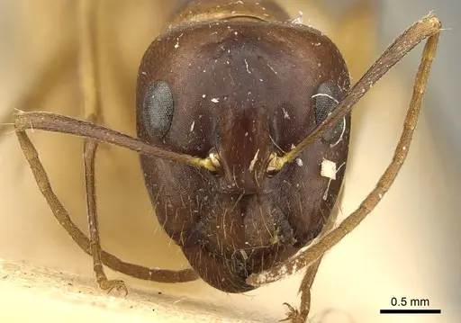 Camponotus guttatus specimen CASENT0915600 image casent0915600_2