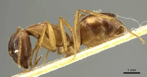 Camponotus guttatus specimen CASENT0915600 image casent0915600_3