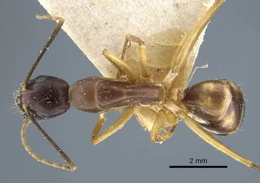 Camponotus guttatus specimen CASENT0917146 image casent0917146_1