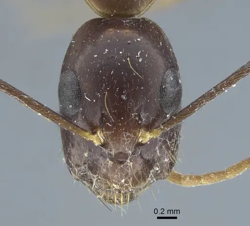 Camponotus guttatus specimen CASENT0917146 image casent0917146_2