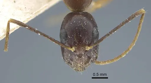 Camponotus guttatus specimen CASENT0917146 image casent0917146_3