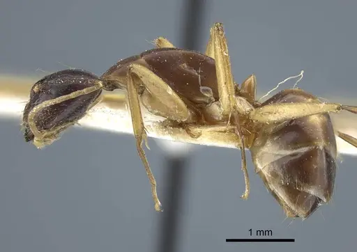 Camponotus guttatus specimen CASENT0917146 image casent0917146_4