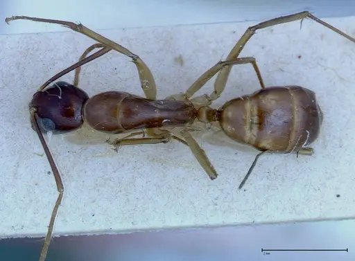 Camponotus guttatus specimen FOCOL0122 image focol0122_1