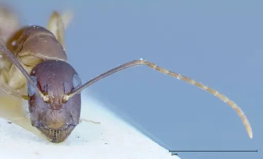 Camponotus guttatus specimen FOCOL0122 image focol0122_2