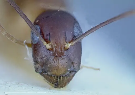 Camponotus guttatus specimen FOCOL0122 image focol0122_3