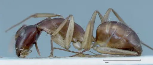 Camponotus guttatus specimen FOCOL0122 image focol0122_4