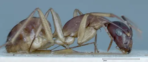 Camponotus guttatus specimen FOCOL0122 image focol0122_5