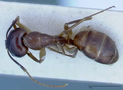 Camponotus guttatus specimen FOCOL0123 image focol0123_1