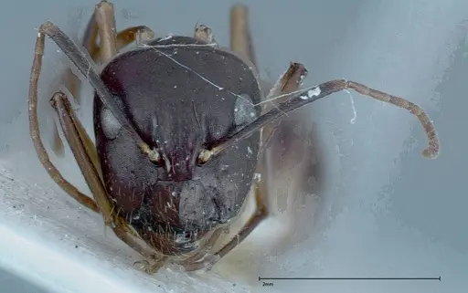 Camponotus guttatus specimen FOCOL0123 image focol0123_2