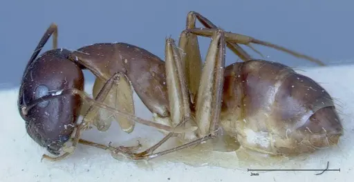 Camponotus guttatus specimen FOCOL0123 image focol0123_3