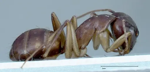 Camponotus guttatus specimen FOCOL0123 image focol0123_4
