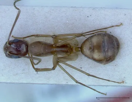 Camponotus guttatus specimen FOCOL0124 image focol0124_1