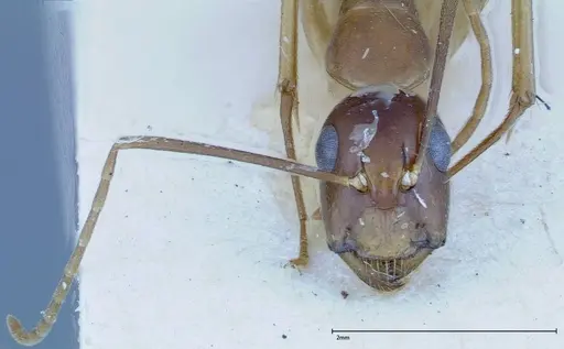 Camponotus guttatus specimen FOCOL0124 image focol0124_2