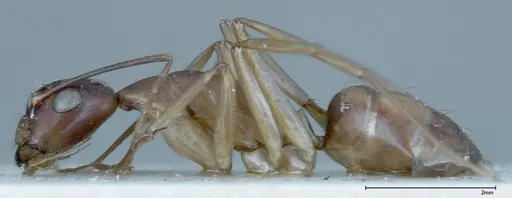 Camponotus guttatus specimen FOCOL0124 image focol0124_3