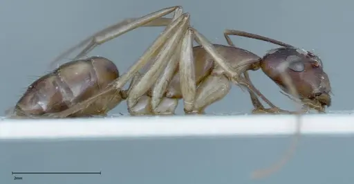 Camponotus guttatus specimen FOCOL0124 image focol0124_4