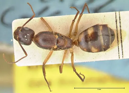 Camponotus guttatus specimen FOCOL2377 image focol2377_1