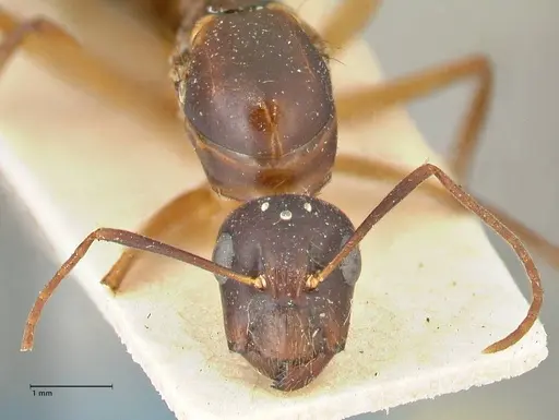 Camponotus guttatus specimen FOCOL2377 image focol2377_2