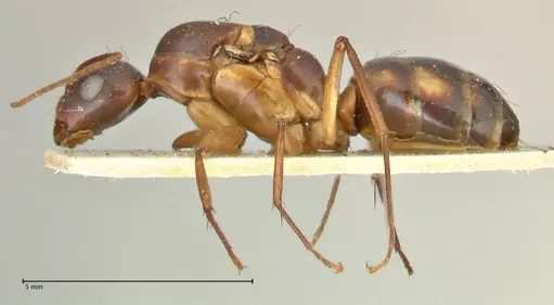 Camponotus guttatus specimen FOCOL2377 image focol2377_3