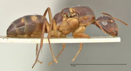 Camponotus guttatus specimen FOCOL2377 image focol2377_4