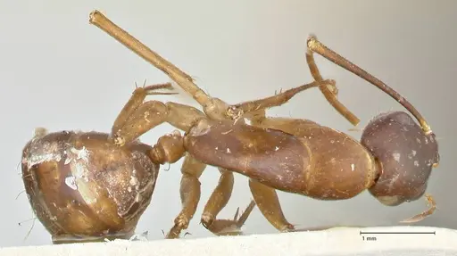 Camponotus guttatus specimen FOCOL2378 image focol2378_1