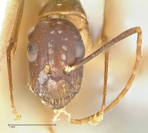 Camponotus guttatus specimen FOCOL2378 image focol2378_2