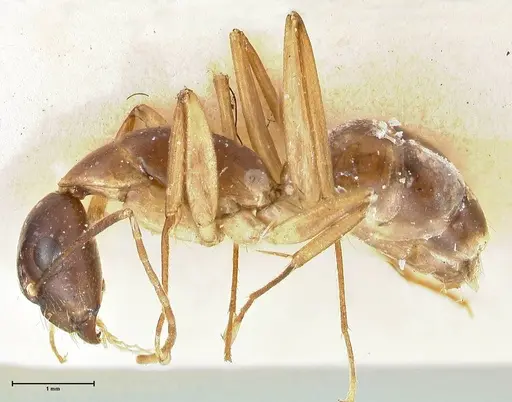 Camponotus guttatus specimen FOCOL2378 image focol2378_3