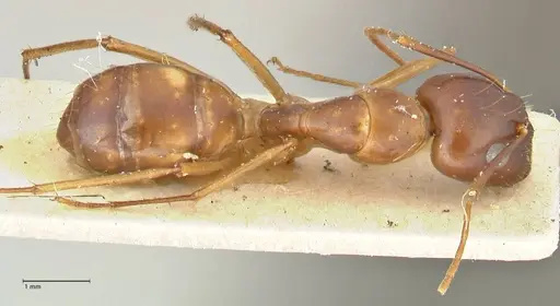 Camponotus guttatus specimen FOCOL2379 image focol2379_1