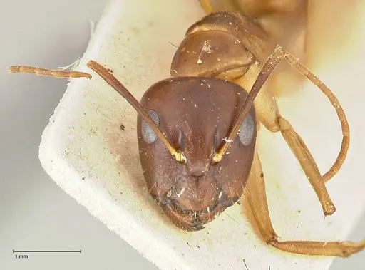 Camponotus guttatus specimen FOCOL2379 image focol2379_2