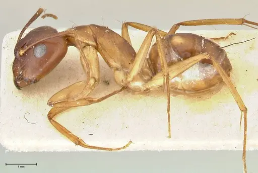 Camponotus guttatus specimen FOCOL2379 image focol2379_3
