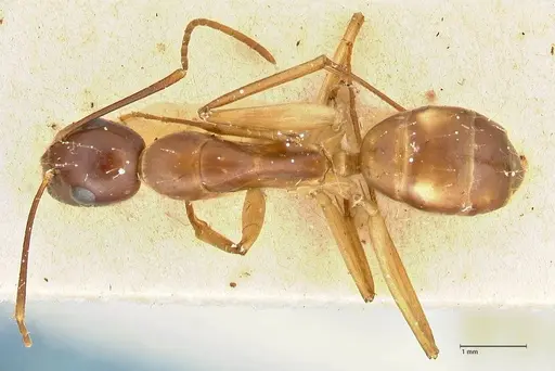 Camponotus guttatus specimen FOCOL2380 image focol2380_1