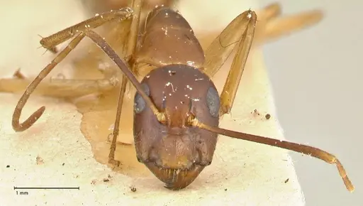Camponotus guttatus specimen FOCOL2380 image focol2380_2
