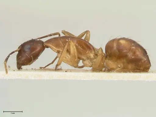 Camponotus guttatus specimen FOCOL2380 image focol2380_3