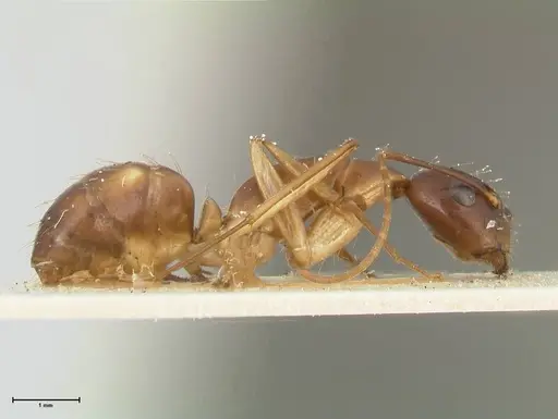 Camponotus guttatus specimen FOCOL2380 image focol2380_4