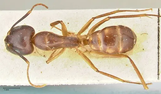 Camponotus guttatus specimen FOCOL2381 image focol2381_1