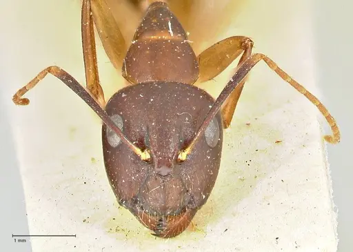 Camponotus guttatus specimen FOCOL2381 image focol2381_2