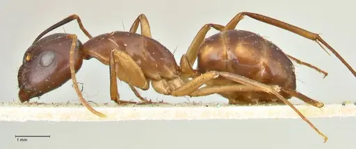Camponotus guttatus specimen FOCOL2381 image focol2381_3